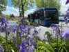 Blühende lila Blumen im Vordergrund, im Hintergrund ein blauer Elektrobus der Stadtwerke Remscheid bei sonnigem Wetter.